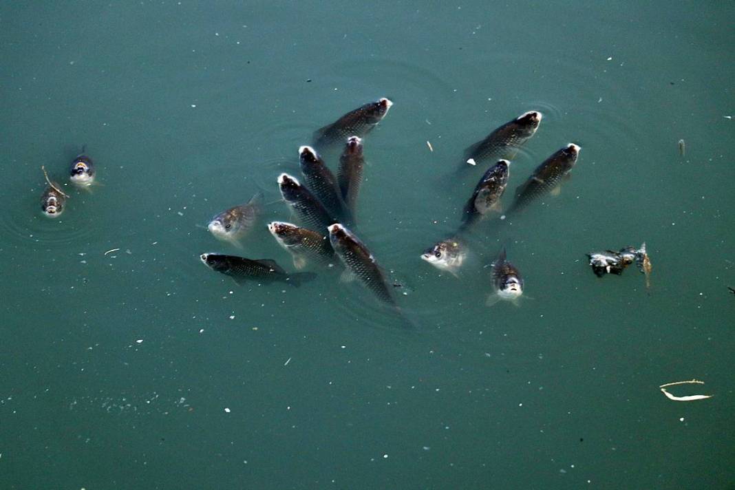 O kentte korkutan manzara: Ekipler apar topar inceleme başlattı! Yağmur suyu kanalları bile inceleniyor 9